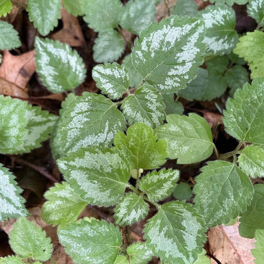 Lamium galeobdolon variegated foliage close-up