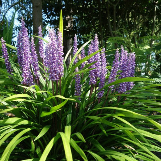 Classic Blue Liriope perennial groundcover plant