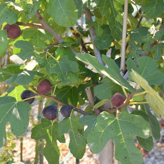 Chicago Hardy Fig Tree – Most Cold Hardy Fig | Live Fruit Tree | Zones 5–10 live plant for landscaping and home gardens