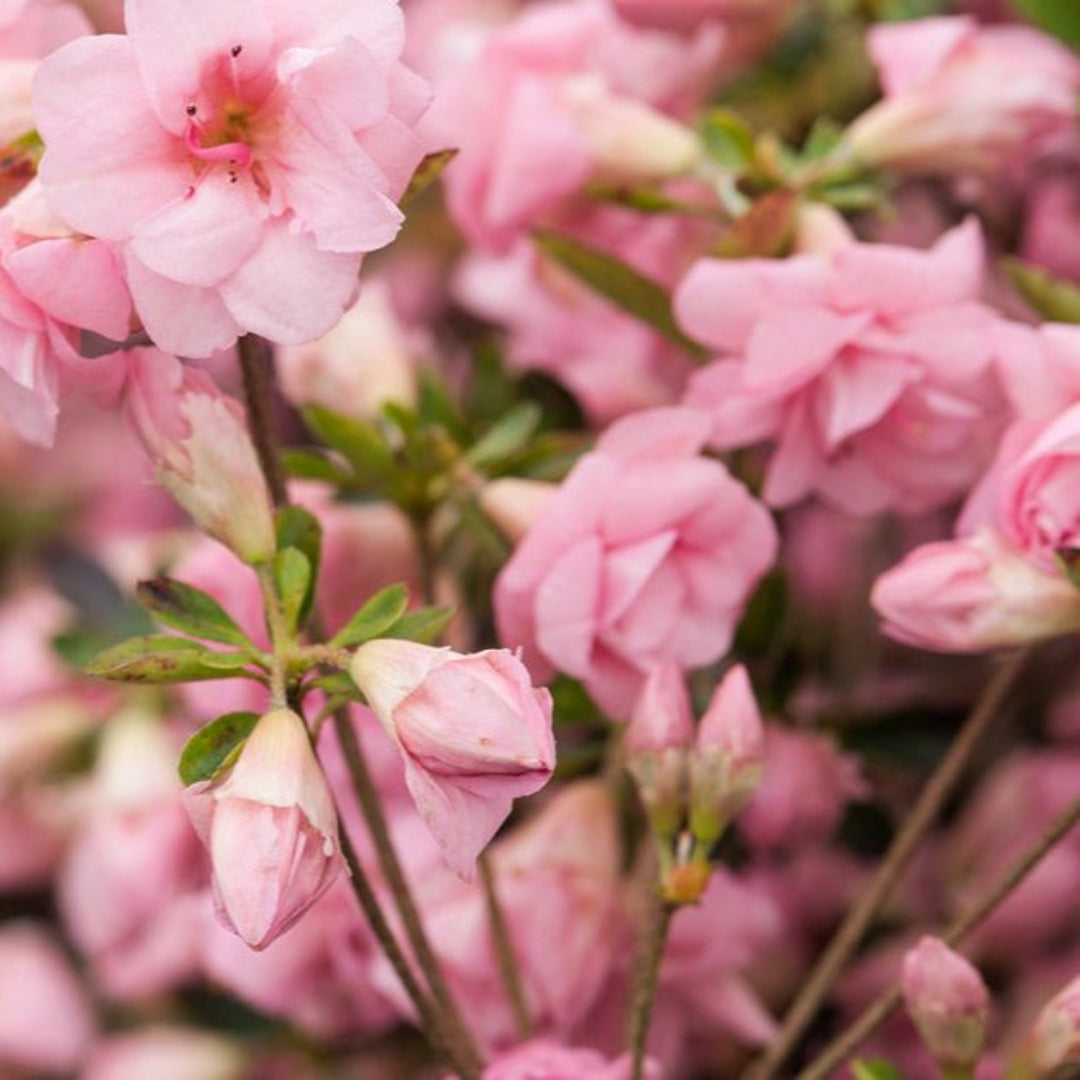 homeandgardensforless.com