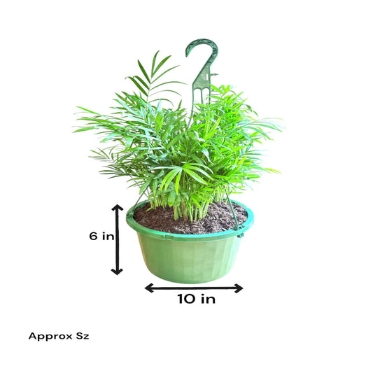 Neanthe Bella Palm live houseplant in nursery pot with size dimensions