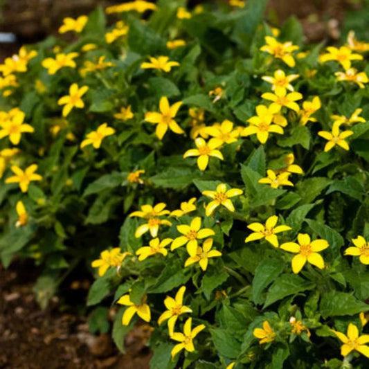 Chrysogonum Virginianum Bright Yellow Star-Shaped Flowers