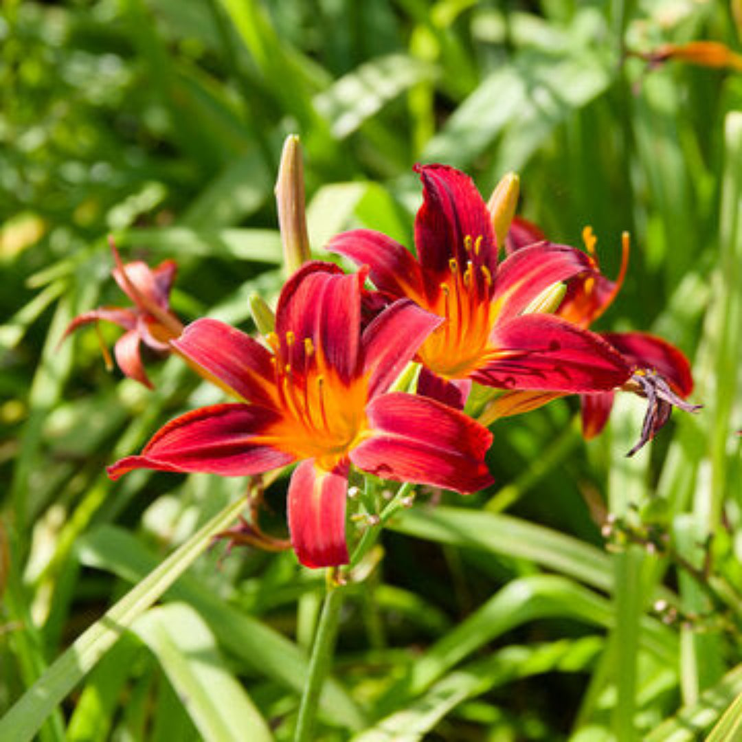 Less Lilly Black Prince Lilly Gorgeous Reddish-Black Blooms with Many Buds buy ...