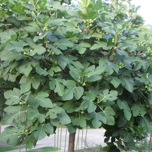 Young Celeste Fig Tree growing in outdoor container