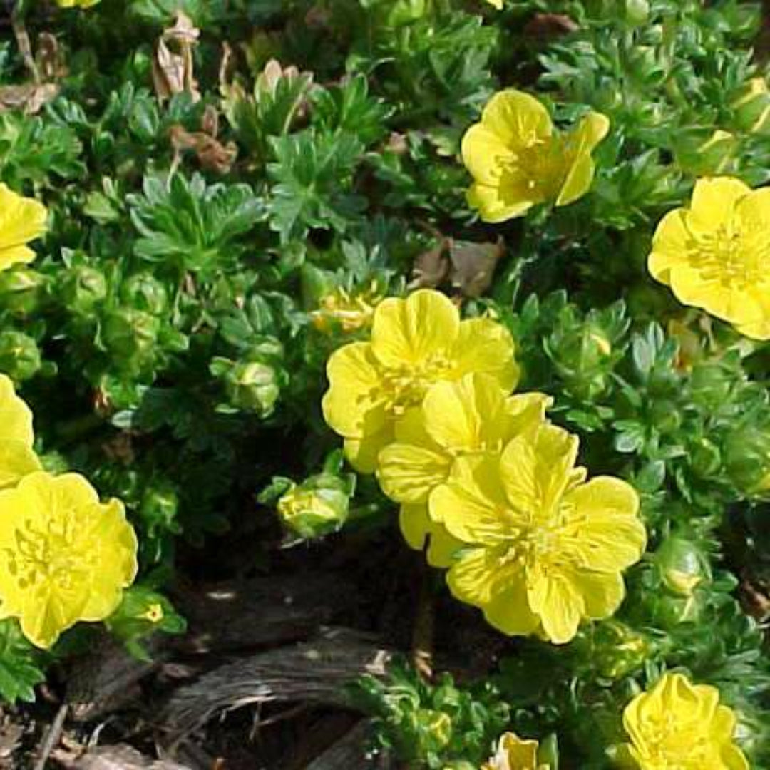 (4.5 Inch Pot/10 Count Flat) Potentilla Neumanniana 'Nana'