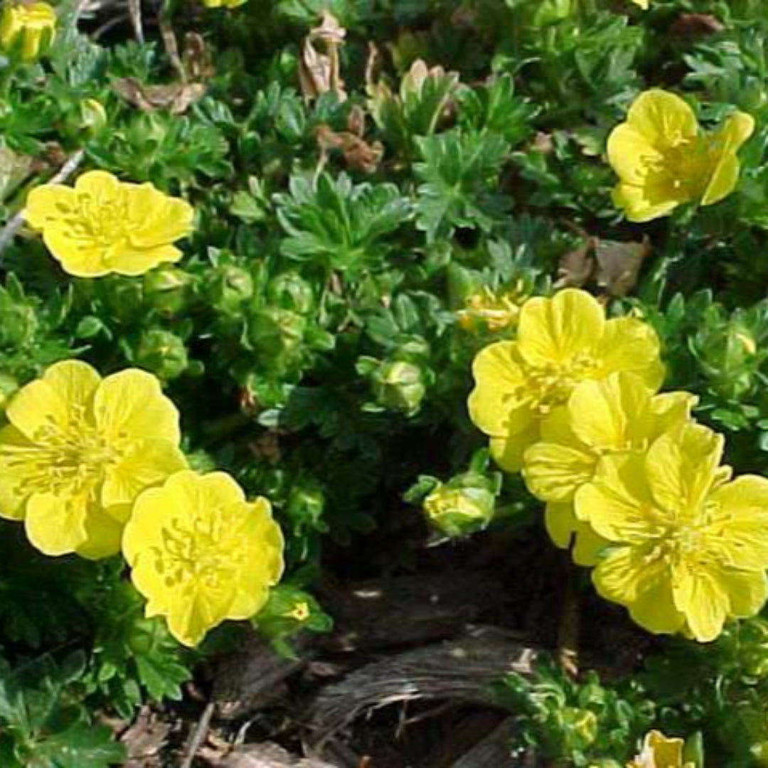 Potentilla Neumanniana 'Nana'