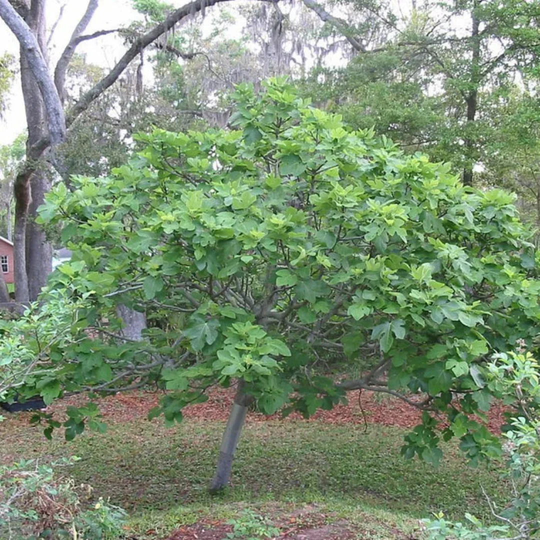 Harvest-ready figs on Brown Turkey Fig Tree
