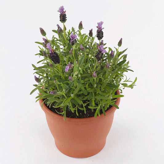 Lavandula Stoechas – flowering shrub
