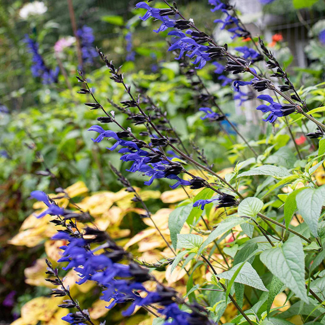 Salvia guaranitica 'Black & Blue'