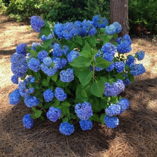 Nikko Blue Hydrangea Bush with Rounded Blue Flowers