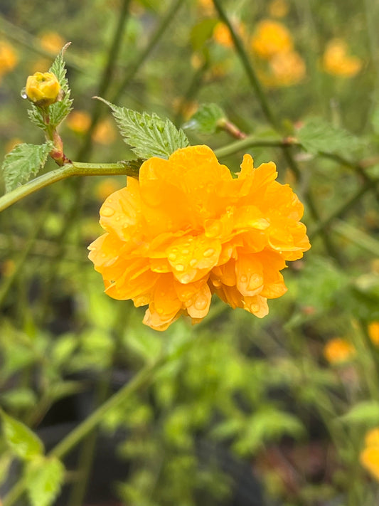 Close-up of Japanese Kerria yellow blooms on green arching stems