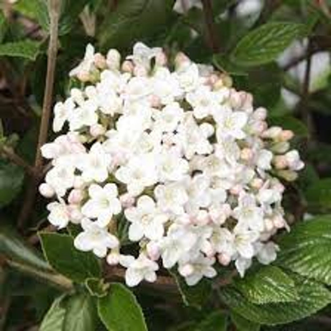 Fragrant Lime Martini Viburnum Bush with Glossy Lime Foliage