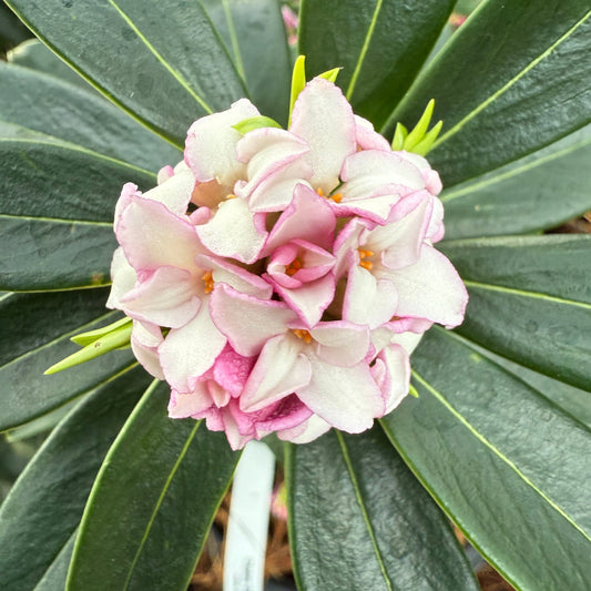 Live Daphne Pink flowering shrub in full growth