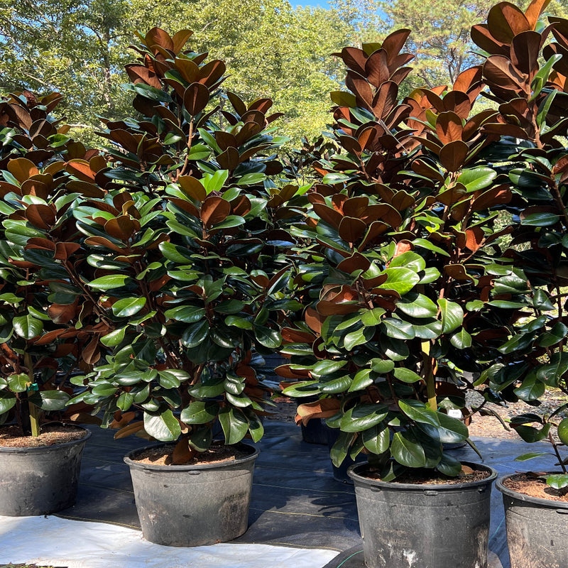 Evergreen Teddy Bear Magnolia Tree in Garden Bed