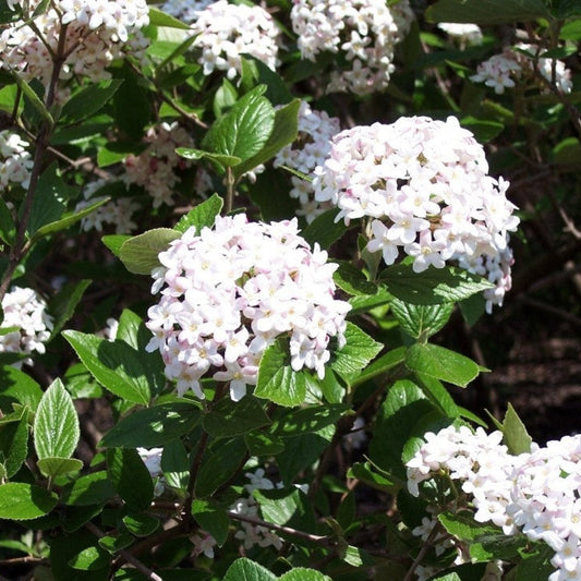 Mohawk Viburnum Shrub with Glossy Foliage and Fragrant White Blooms