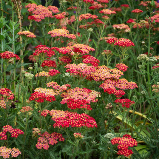 Paprika Yarrow plant with red blooms