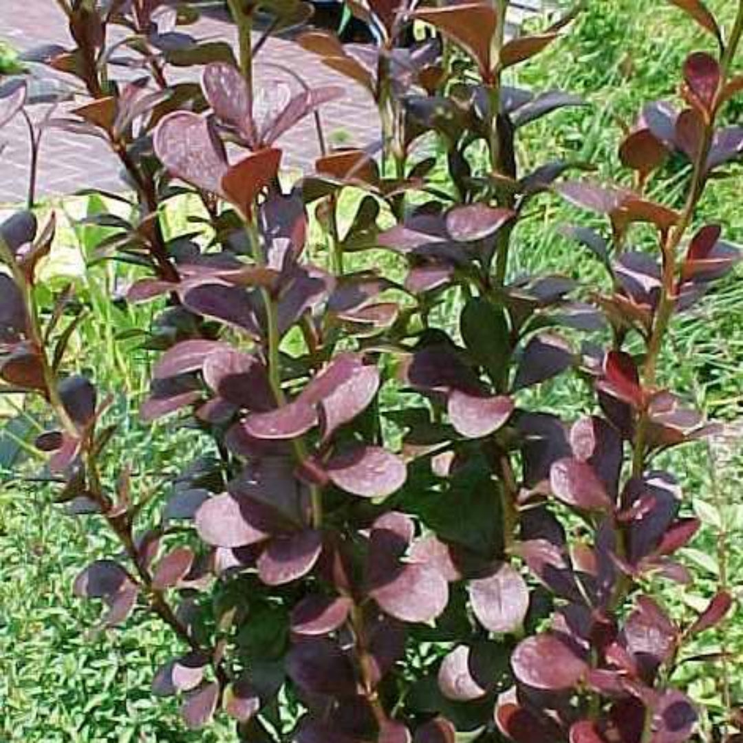 Barberry 'Helmond Pillar'