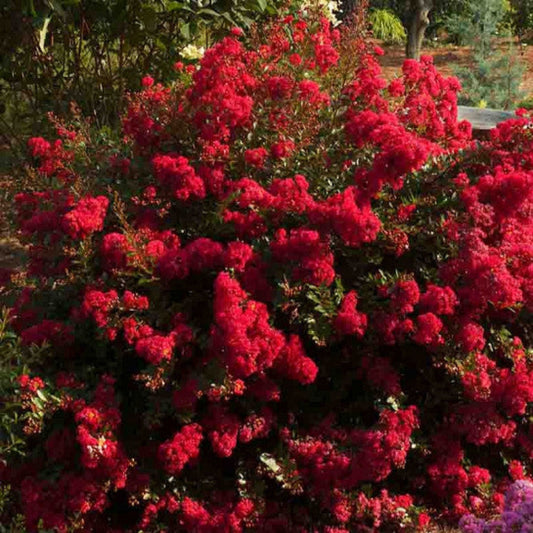 Cherry Dazzle crape myrtle red blooms