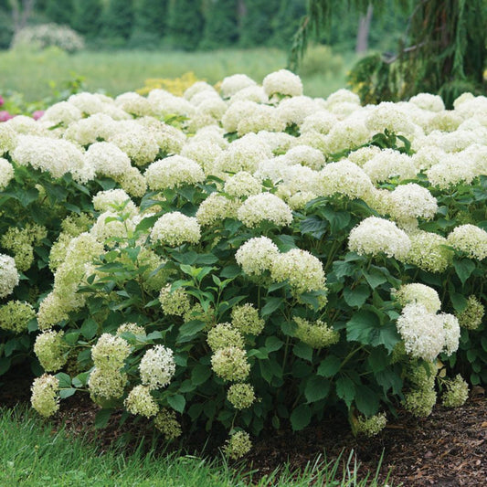 Invincibelle Limetta Hydrangea Perfect for Borders and Walkways
