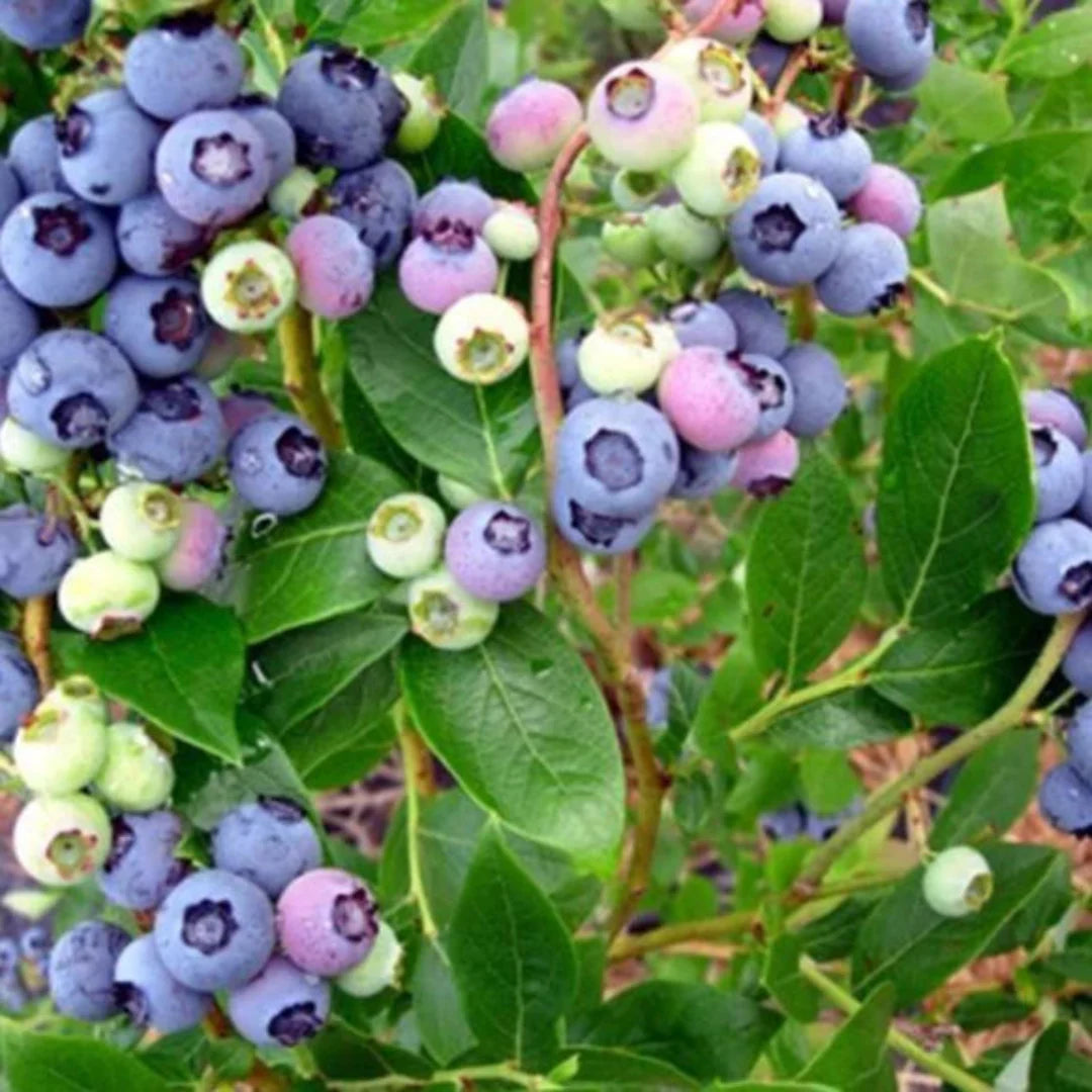 Productive blueberry shrub growing outdoors with healthy foliage and fruiting habit