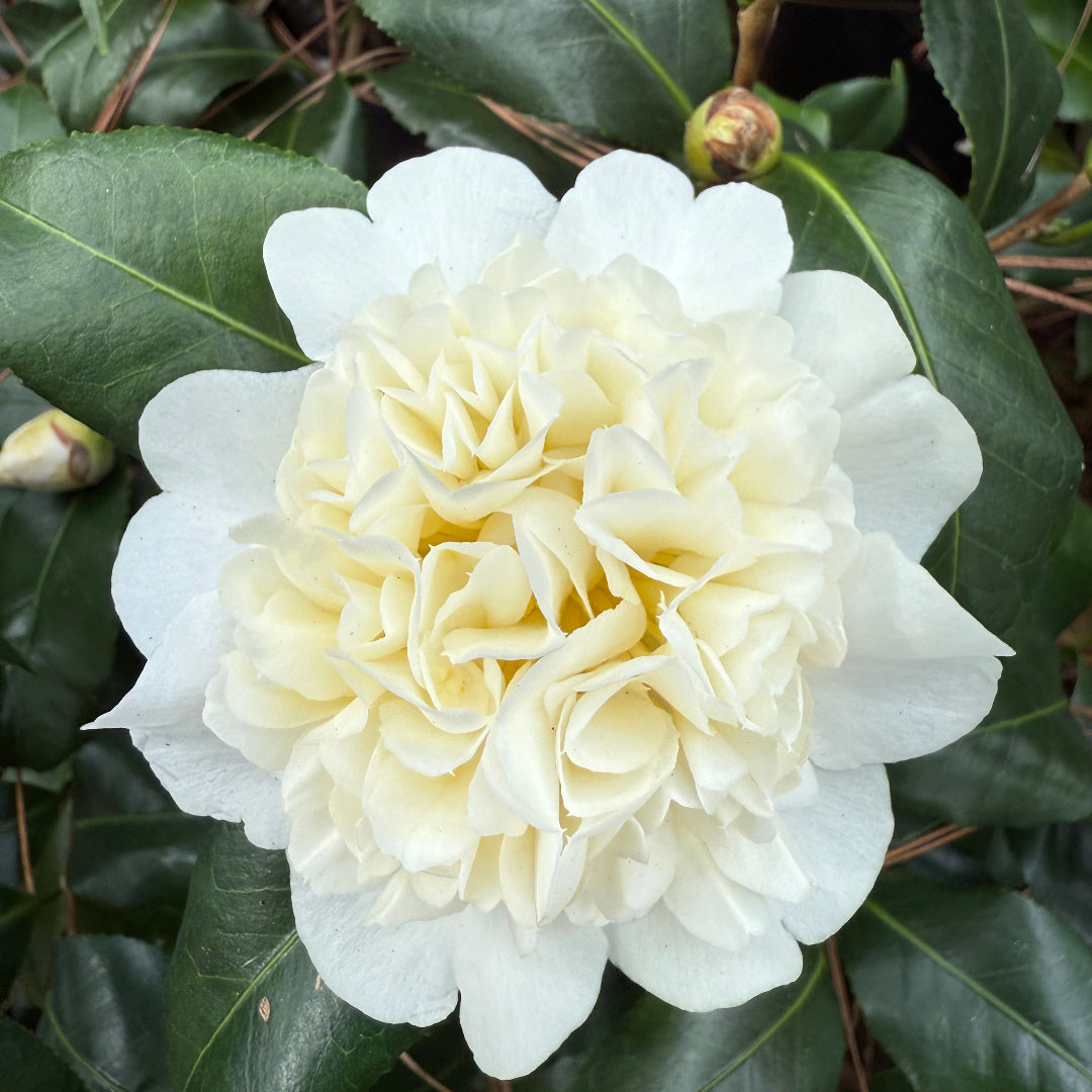 Camellia japonica ‘Jury’s Yellow’ Double Yellow Flower