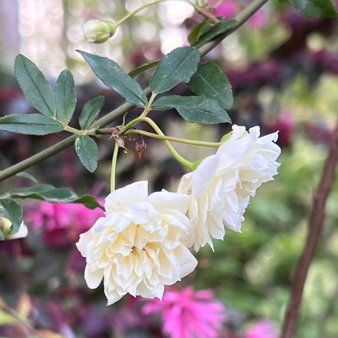 White Lady Banks Rose shrub growing vigorously with dense foliage and blooms