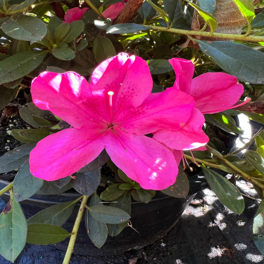 Autumn Sangria Azalea reblooming evergreen bush in full bloom