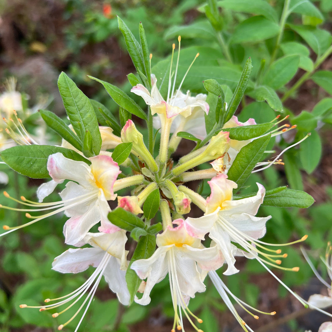 Darlin's Dream Azalea