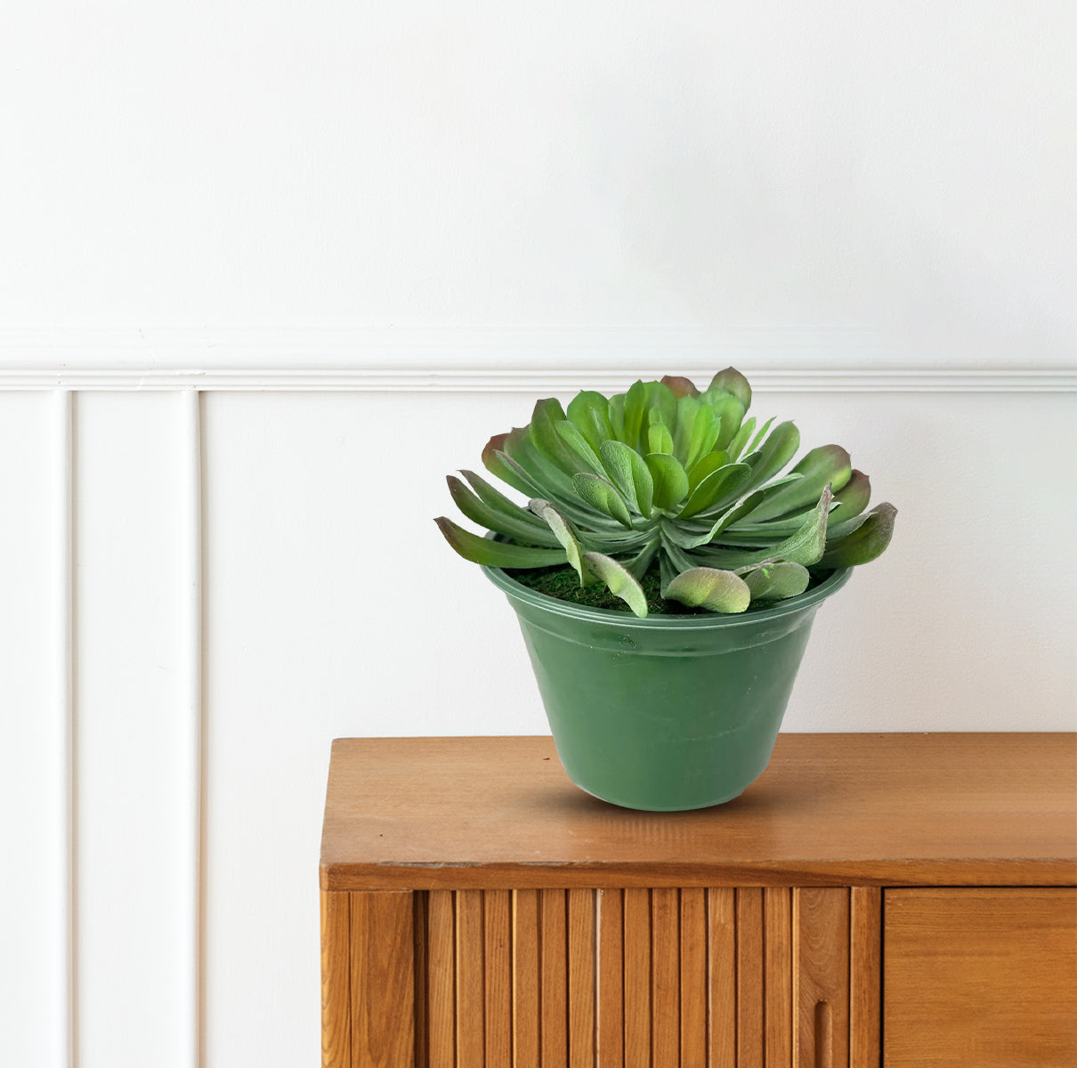 tree houseleek succulent Cute Tree Houseleek Succulent in Plastic Pot