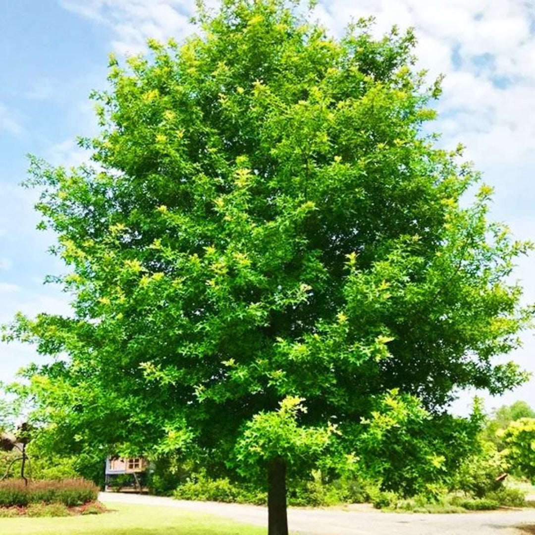 Nuttall Oak Tree – Fast-Growing Native Shade Tree 40–60 ft