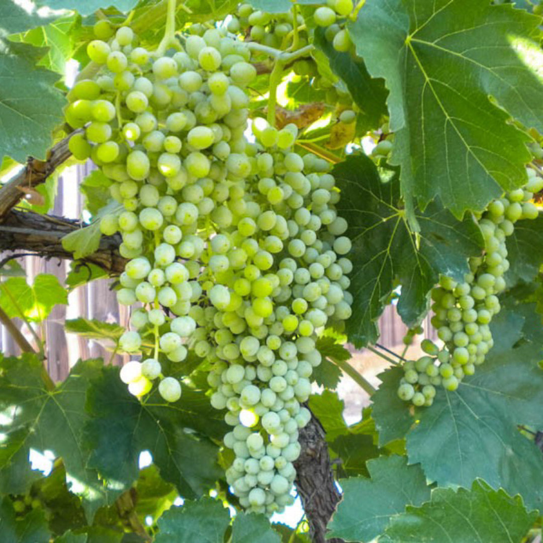 Close-up of seedless white grapes