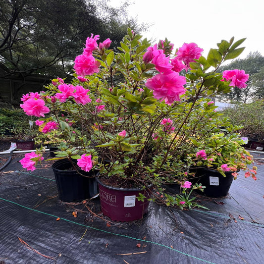 Close view of pink Autumn Carnation Azalea flowers