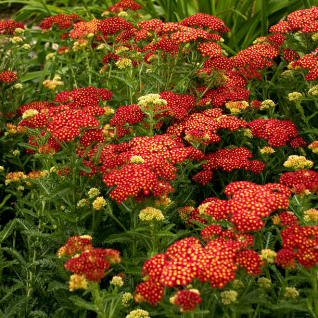 (1 Gallon) Achillea Millefolium 'Strawberry Seduction- Large Clusters of Long-Blooming, Velvety Red Flowers with Gold Centers