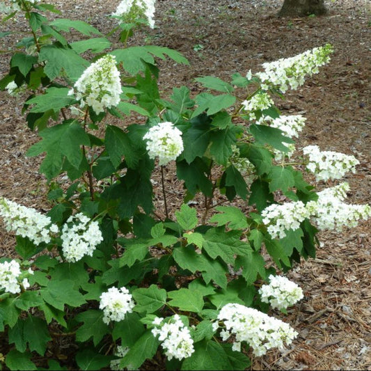 Close-up of Snowflake Hydrangea quercifolia double white blooms