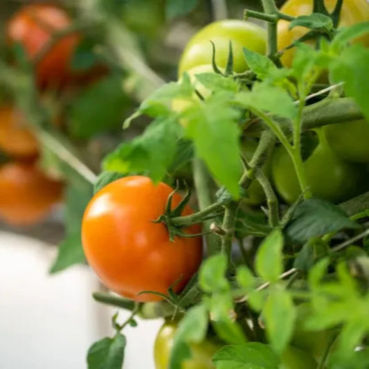 Tomato Plant 'Big Boy' – vegetables