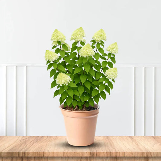 Chantilly Lace Hydrangea with Elegant White Panicle Blooms