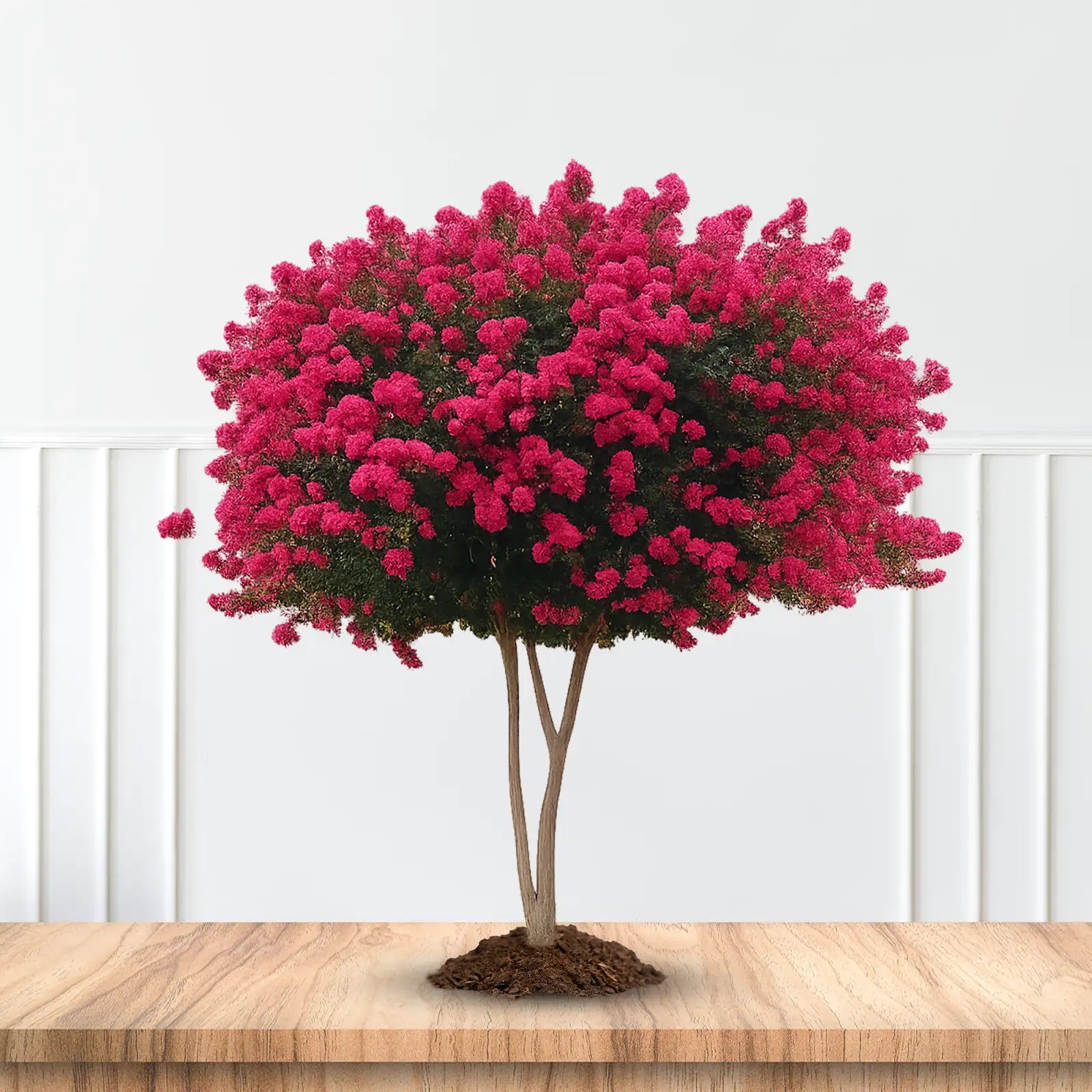 Scarlet pink crape myrtle ornamental landscape tree