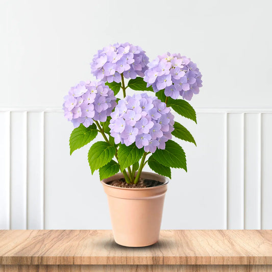 Vibrant Rock N Roll Hydrangea plant featuring large multicolored blossoms