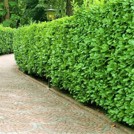Schip Laurel Plant evergreen hedge shrub with dense green foliage in nursery pot