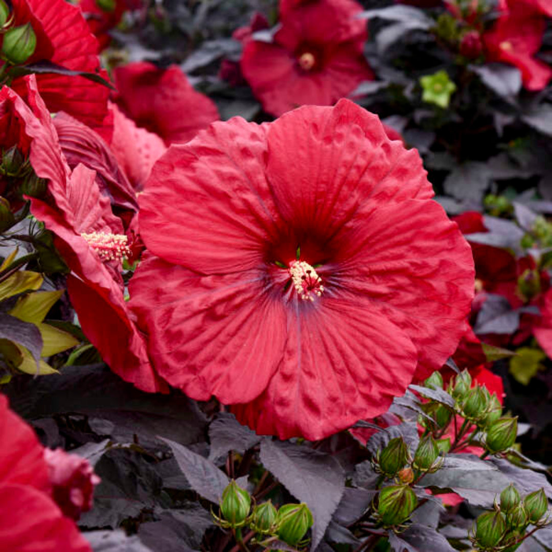 Hibiscus Summerific'Holy Grail' – evergreen