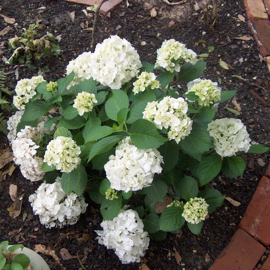Sister Theresa Hydrangea with elegant white blooms