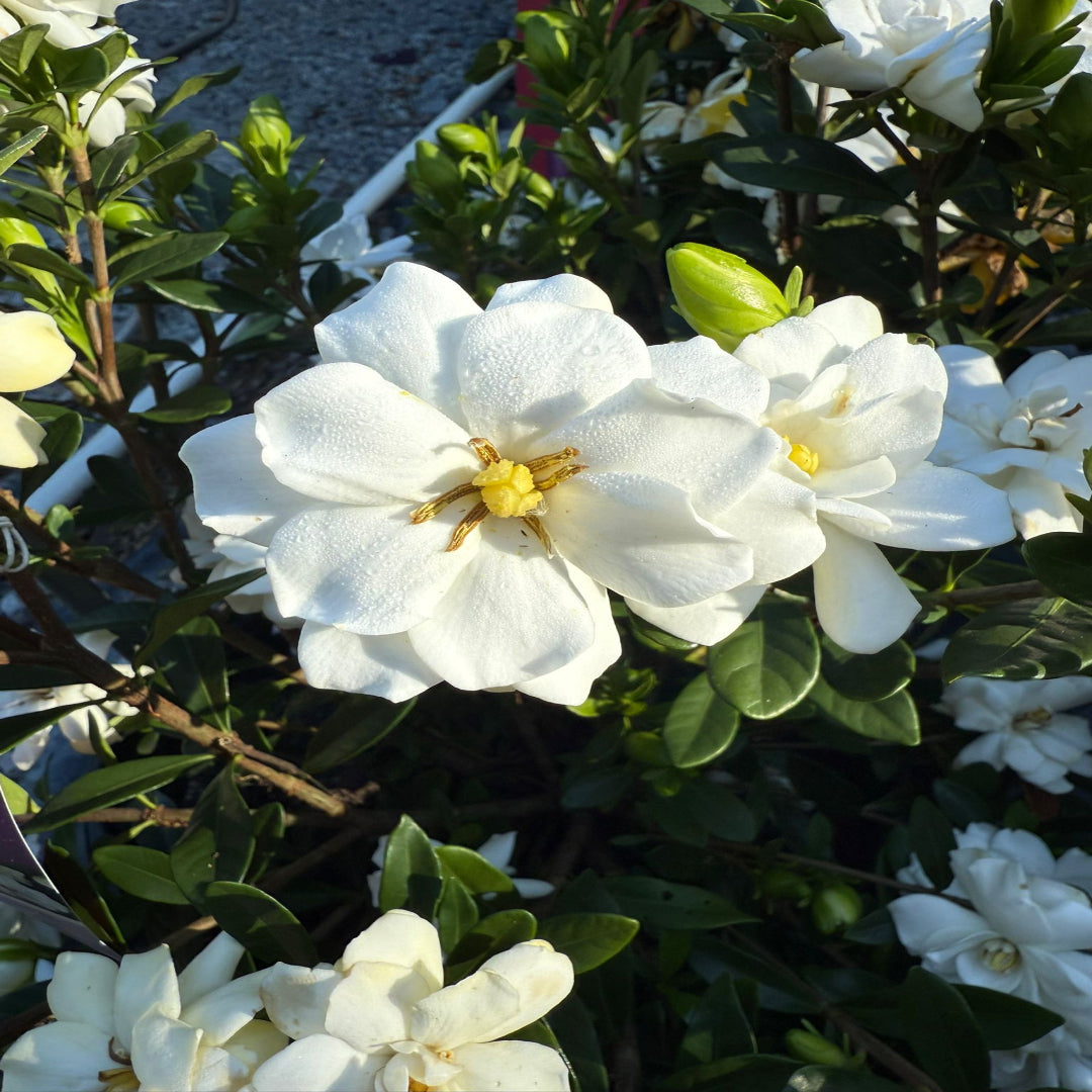 Double Mint Gardenia close-up showing a fully opened double white flower.