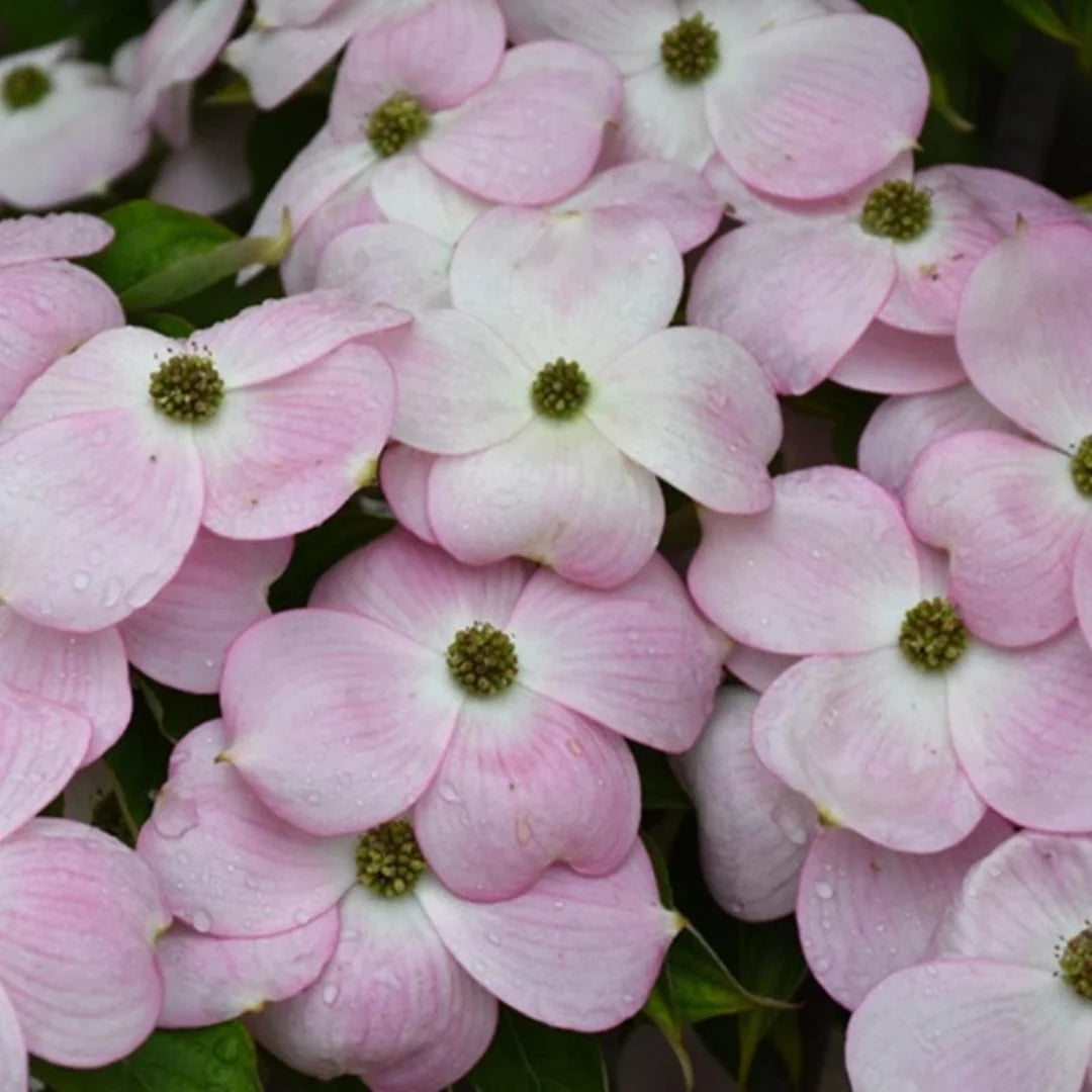 Pink Beauty Hybrid Dogwood floral detail in garden