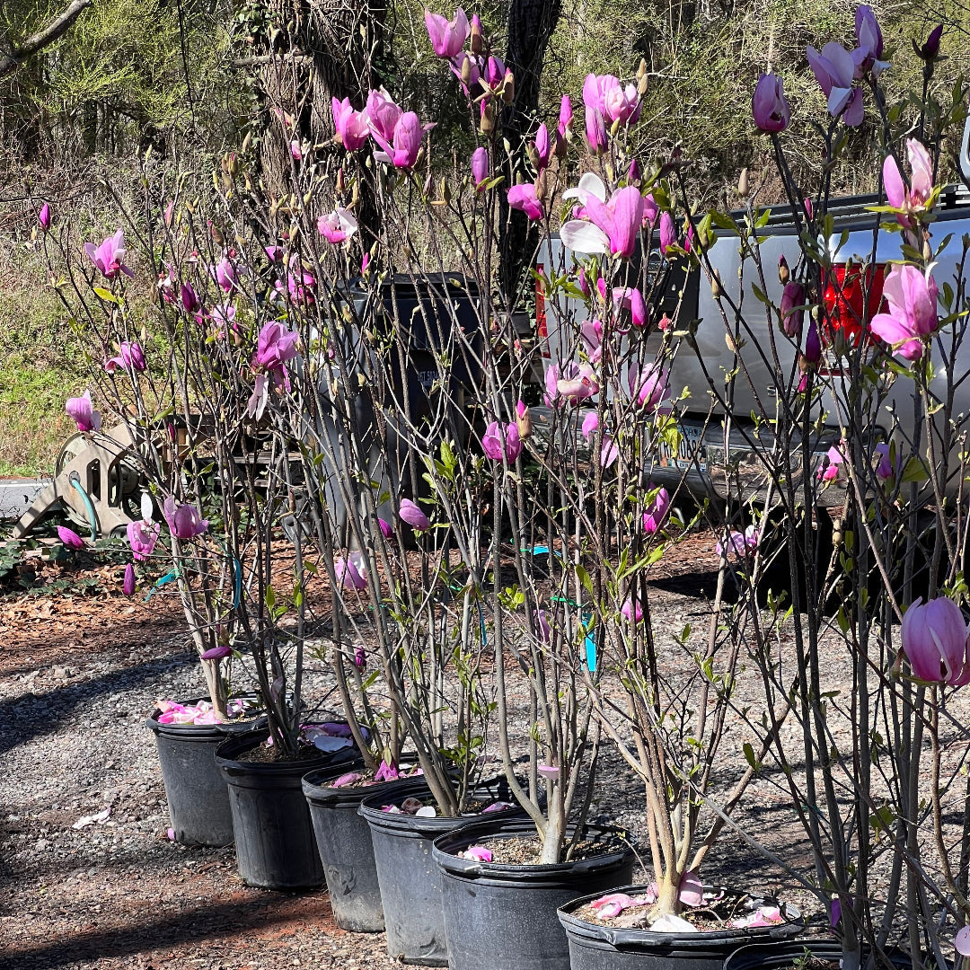 Jane Magnolia Tree with Tulip-Shaped Spring Flowers