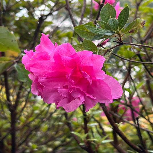 Double pink blooms on Autumn Carnation Azalea