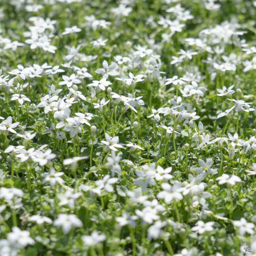 Isotoma fluviatilis White Star Creeper – flowering shrub