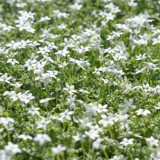 Isotoma fluviatilis White Star Creeper – flowering shrub