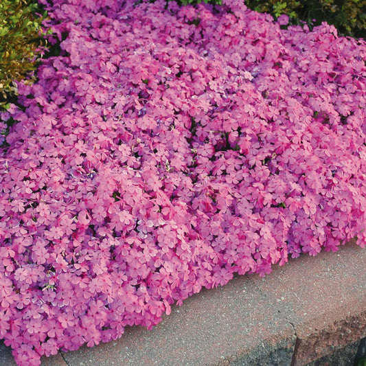 Pink Creeping Phlox garden ground cover