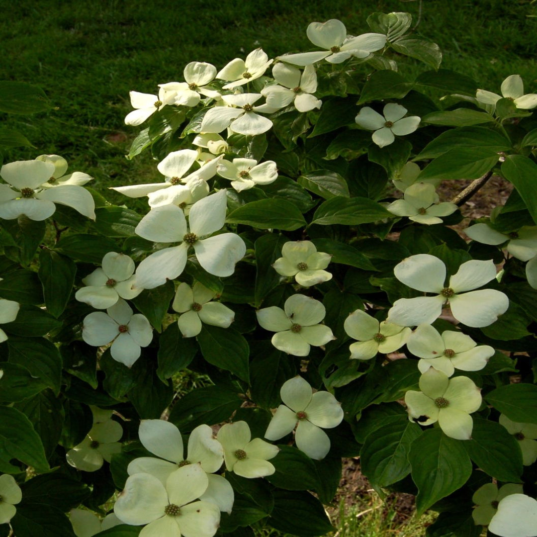 White Dogwood flowers blooming in early spring