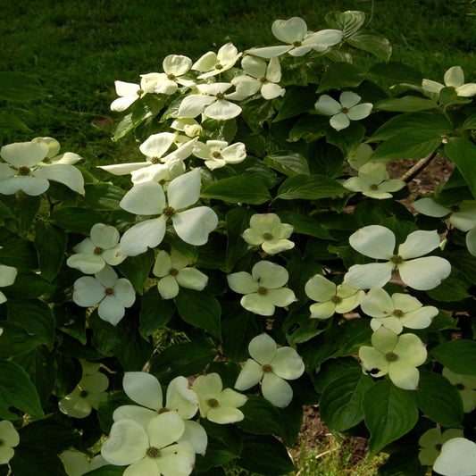 White Dogwood flowers blooming in early spring